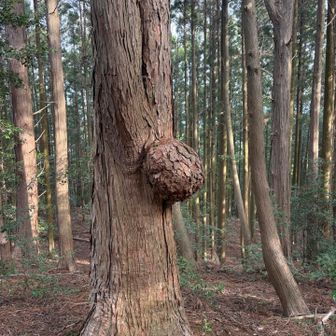 コブの木🪾
悪い念や氣を吸い取ってもらいました