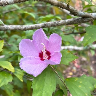 今日もムクゲの花が迎えてくれました。
鈴が峰に登る幼稚園の子どもたちと一緒になりました。元気いっぱいの声に元気をいただきました。
リハビリ散歩頑張るぞ💪