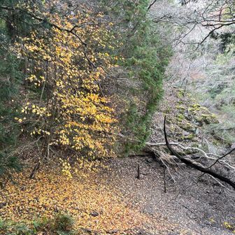小判が木から溢れているかのような色🟡
黄金色に目を奪われました

岩尾根歩いて急坂下って登り返して
誰にも会わず　路も不明瞭💦
ソロで来なくて良かったと思います😆

