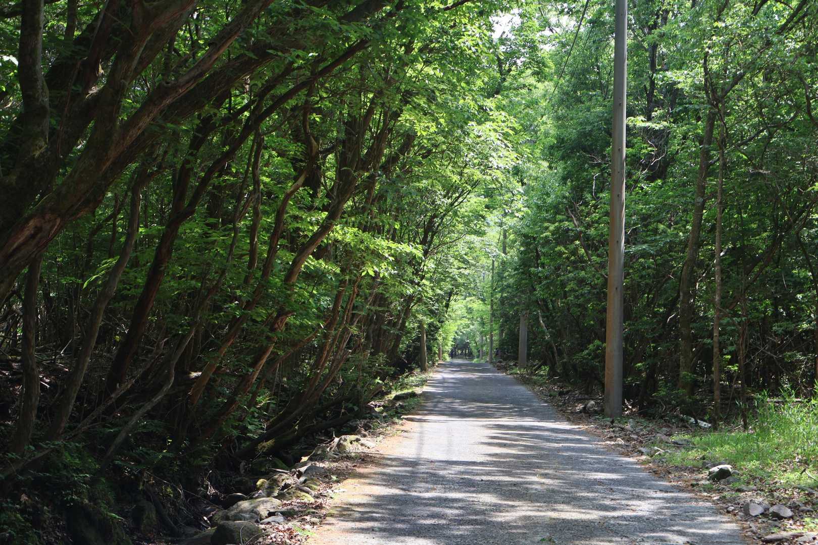 くじゅう登山口-くじゅう登山口バス停-指山自然観察路分岐登 往復コースの写真