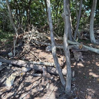 これは、丸太ベンチをただの倒木だと思った善意？
それとも
後ろには、倒木の山があるのに
