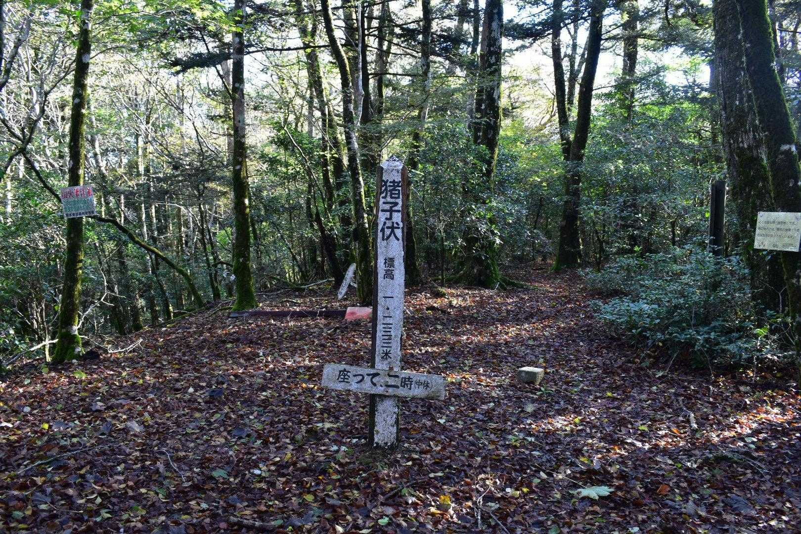 白髪岳新登山口-猪ノ子伏-三池神社-白髪岳 往復コースの写真