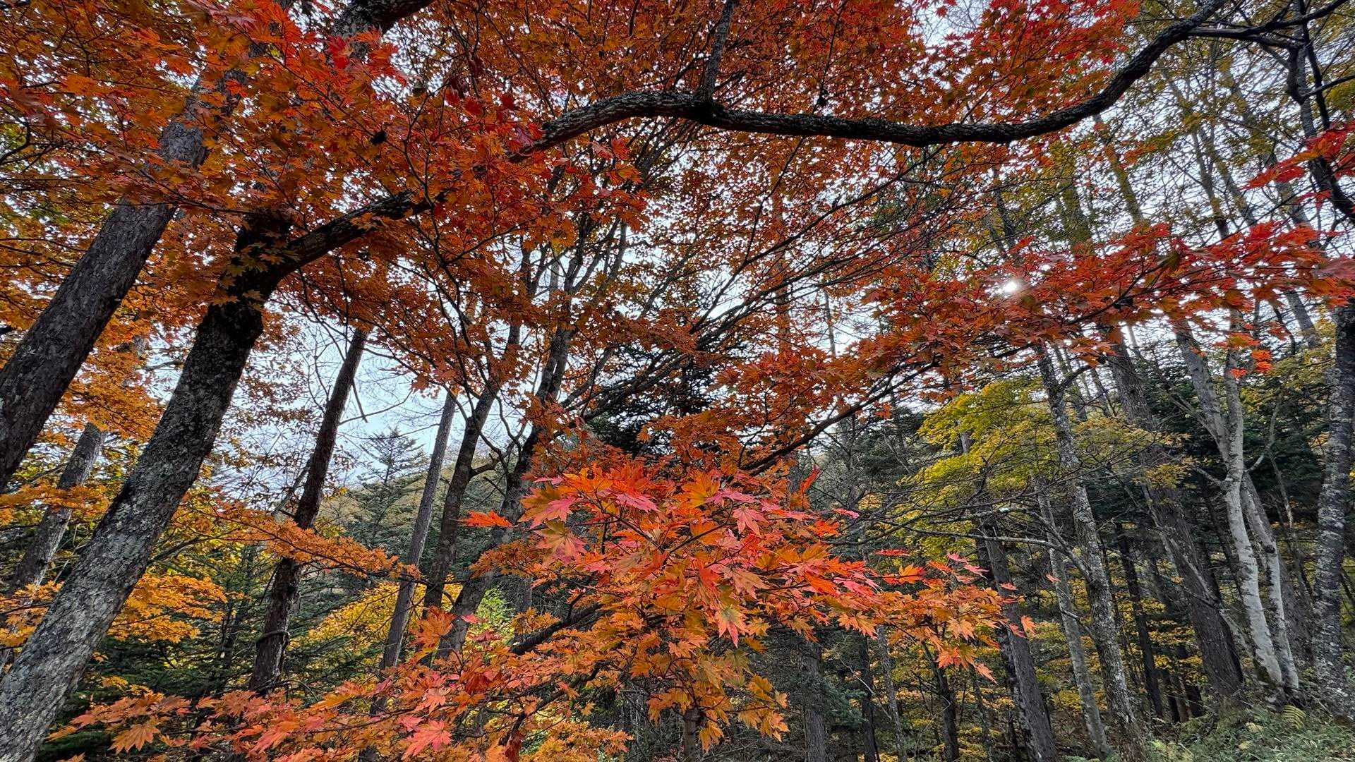 紅葉に見惚れる🍁