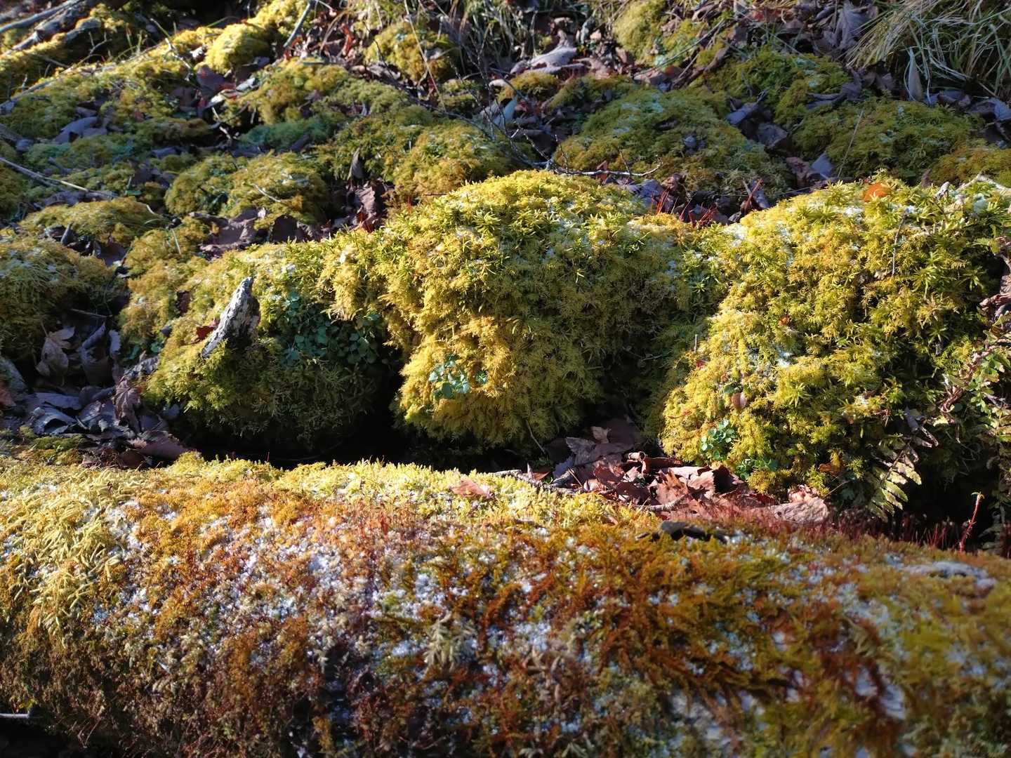 もふもふな

苔🌿たち