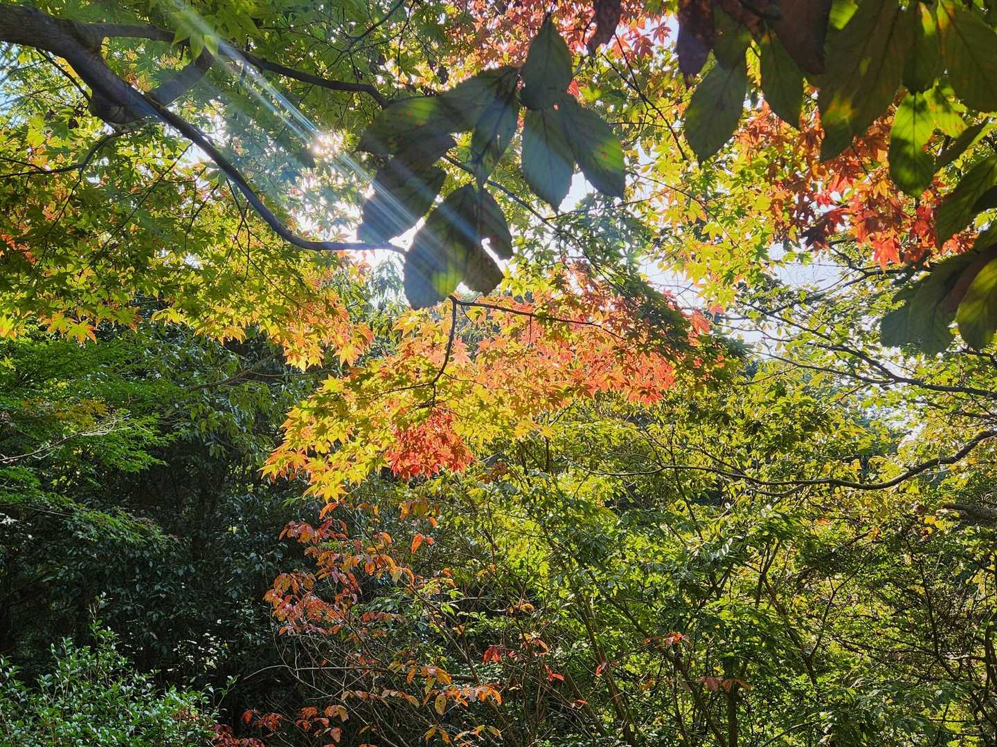 少―しだけ秋🍁