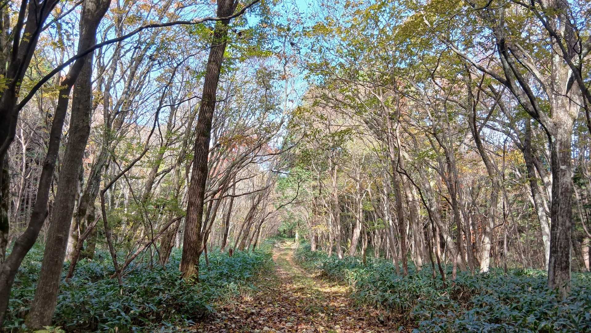 気持ちよく歩ける道だよ🎵