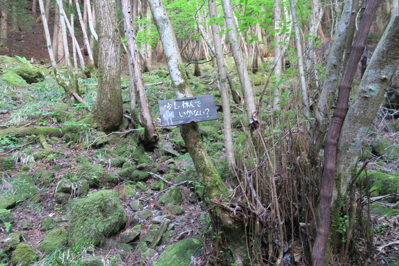 大海里峠-駒の尾山 往復コースの写真