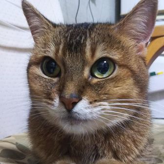 アビシニアン？