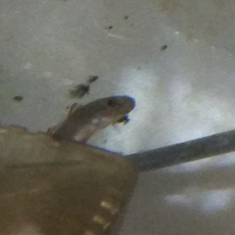 ストローバッタ