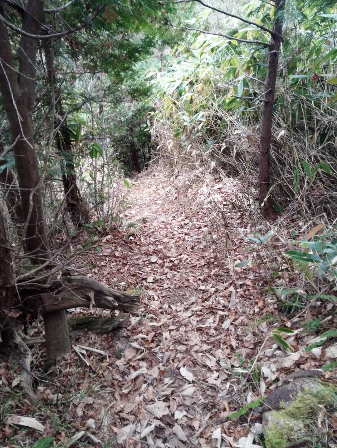 小秀山 往復コースの写真