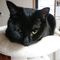 黒にゃん🐈‍⬛