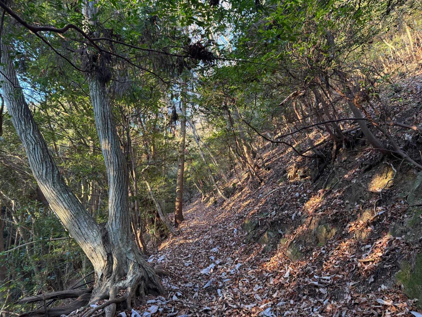 落ち葉でふかふかの登山道。歩いていて気持ち良いです。