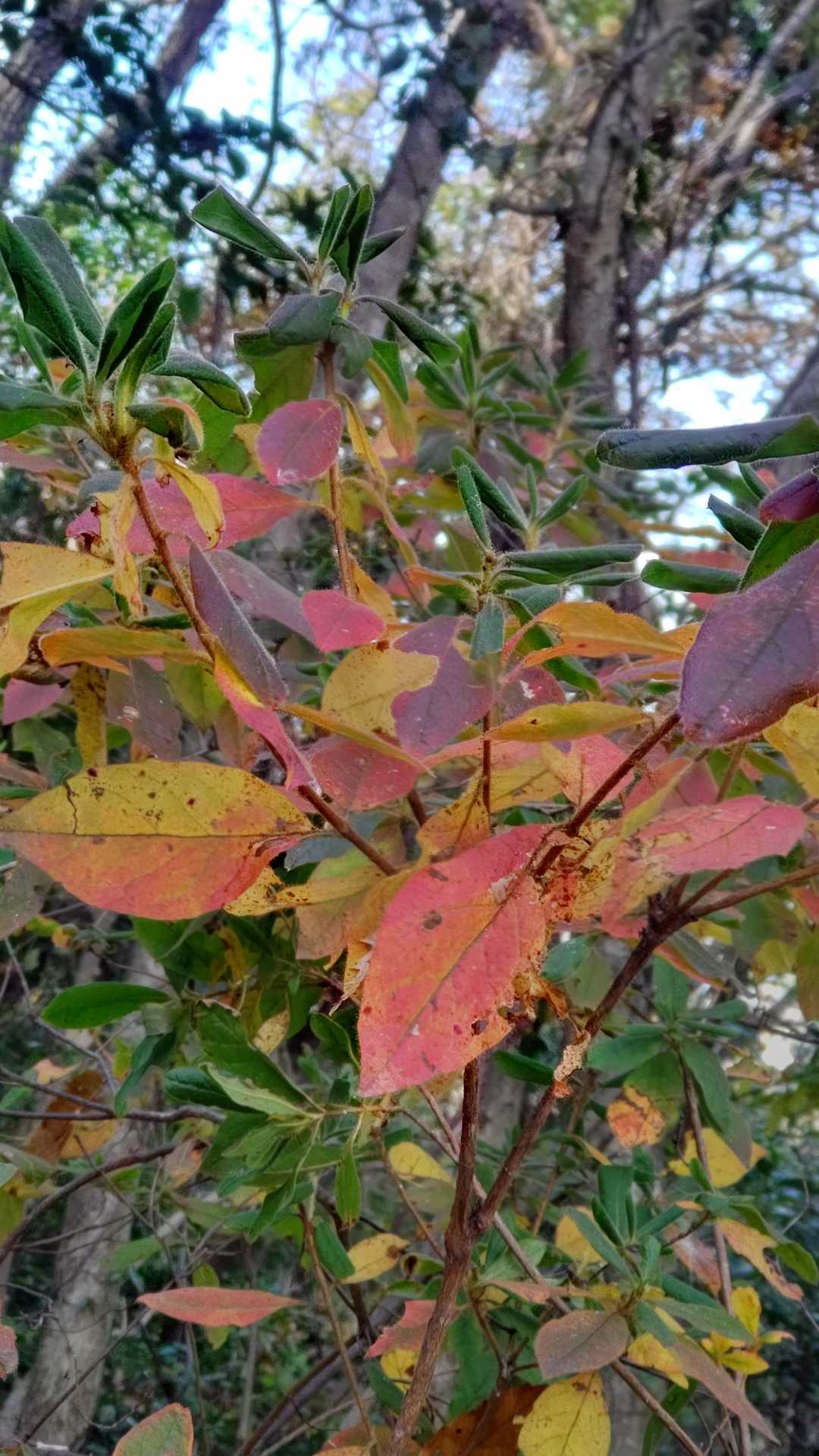 ここだけ赤かった。🍁