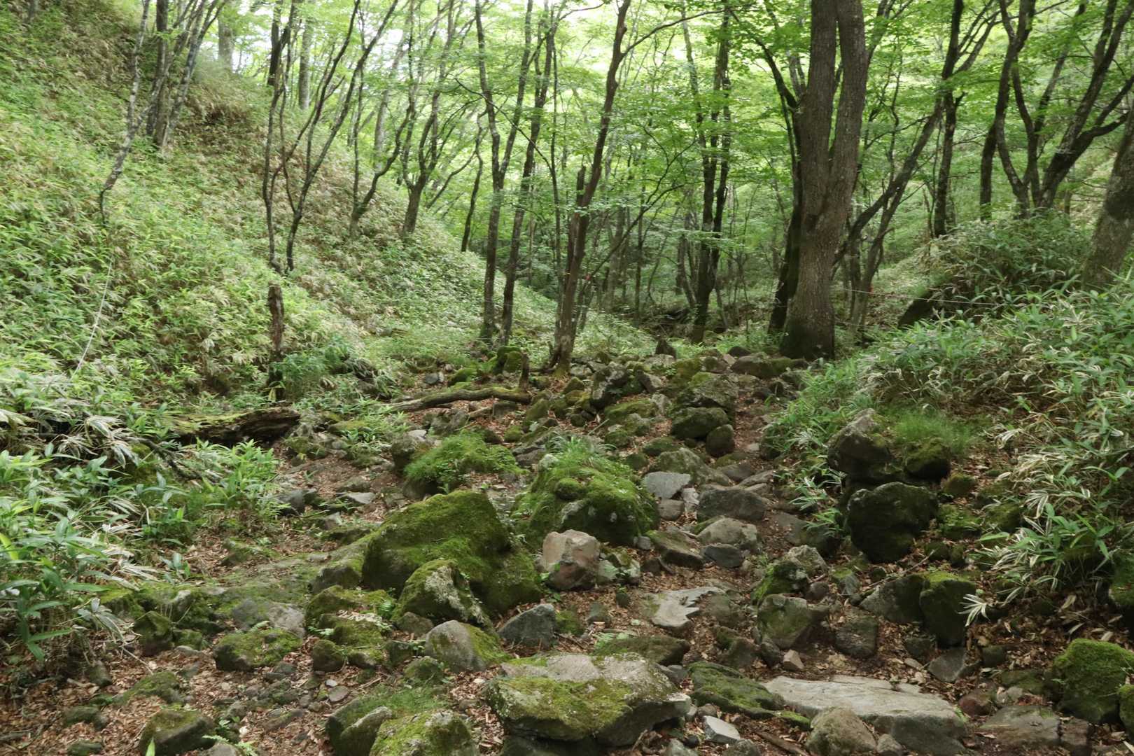 思ったよりちゃんとした登山道だった
