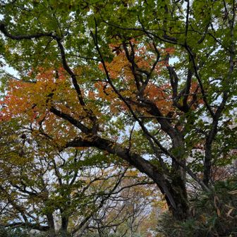 このミズナラはきれいに紅葉している。