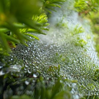 クモの巣に朝露  キラキラ~ ✨.ﾟ･*..☆.｡.:*✨