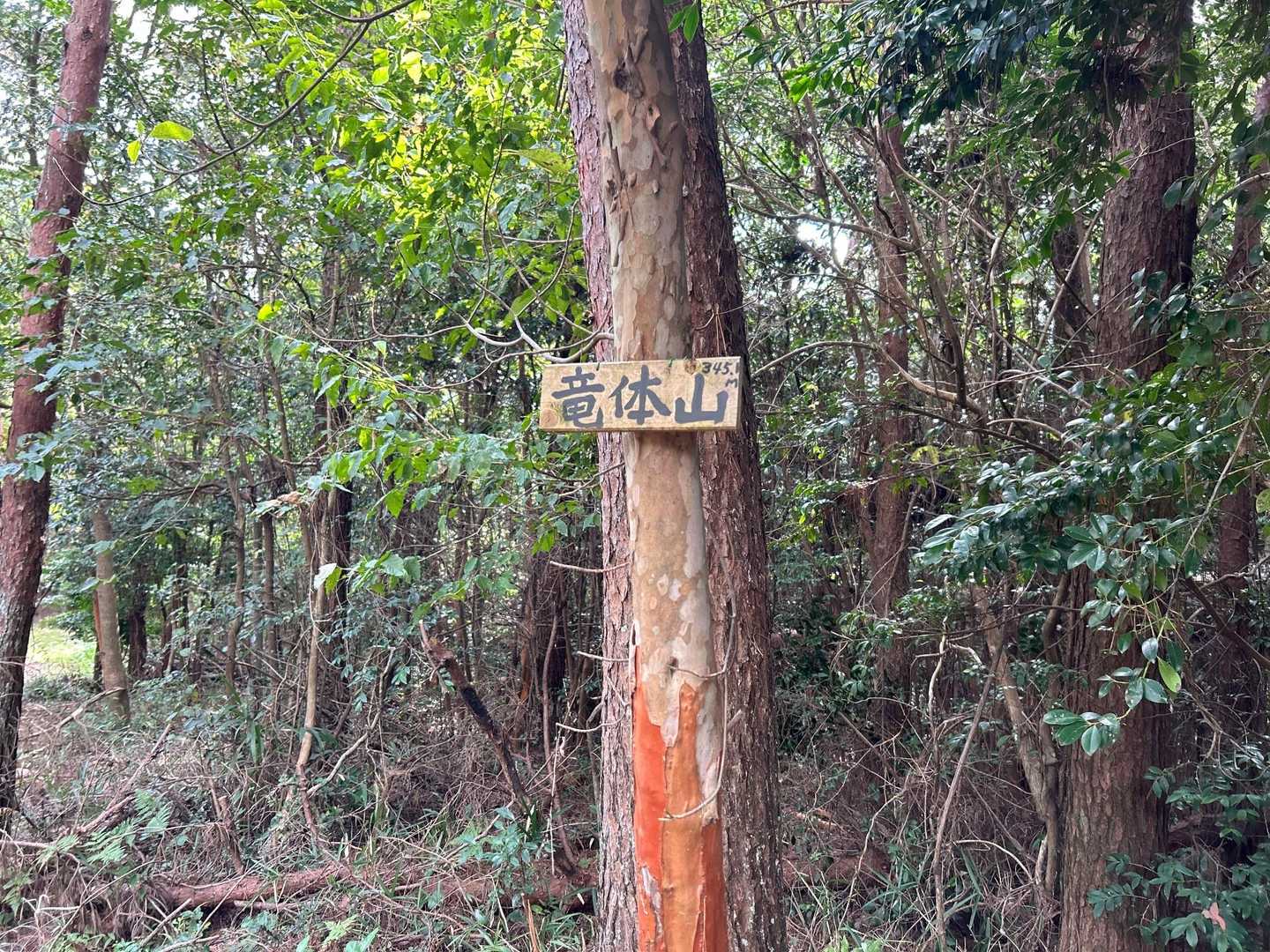 竜体山山頂