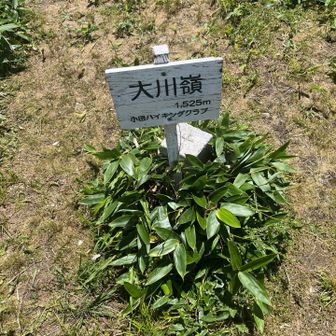 あっさりとといいますか、間違えて通り越していました。戻って登頂。