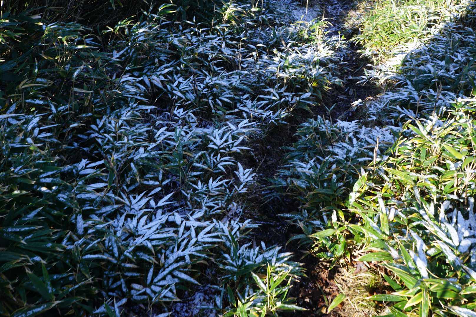 笹が雪化粧