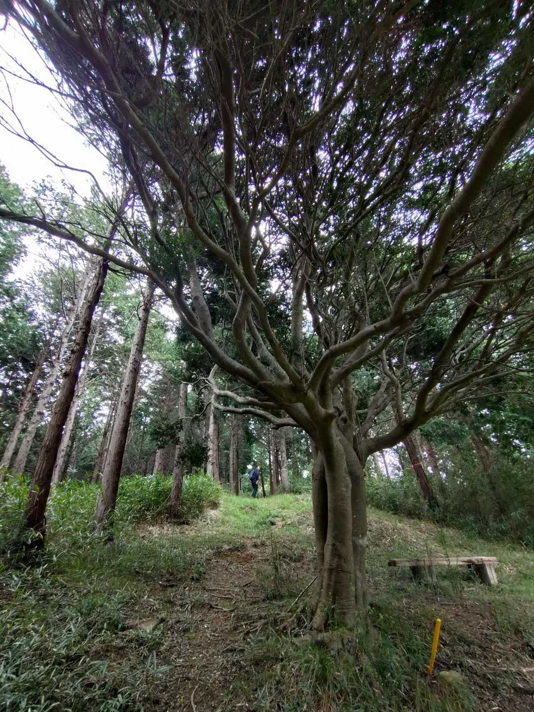 観音山 周回コースの写真