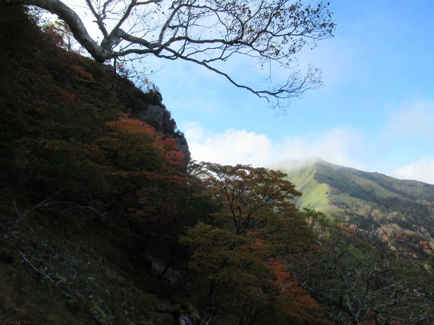 紅葉の向こうにジローの姿
先程通った西側斜面・トラバース周辺も陽差しを受けて、美しく秋の彩りを纏い始めています。。。
