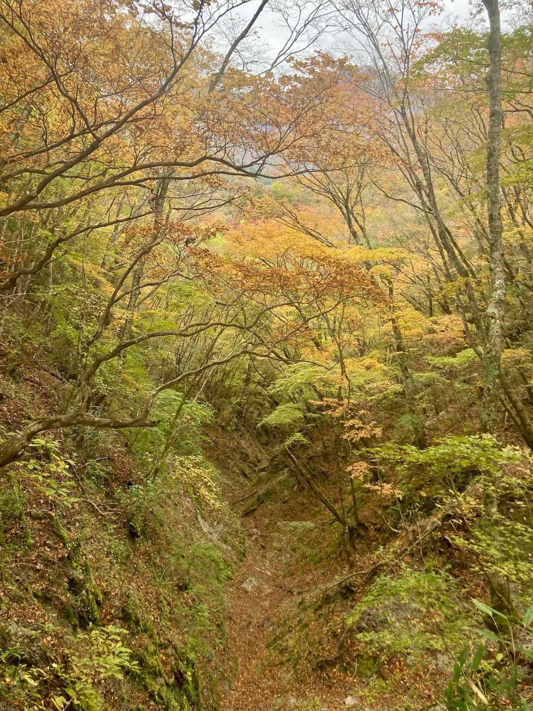 🍁✨