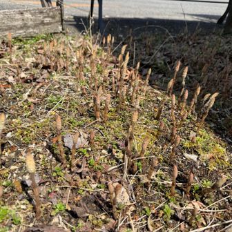 上の駐車場につくしがたくさん👀