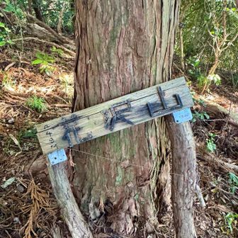 山頂からの眺めはありません💦