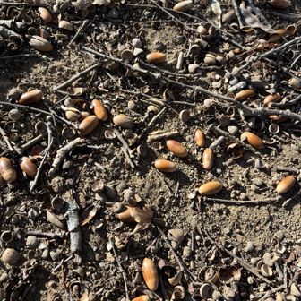 どんぐりがたくさん