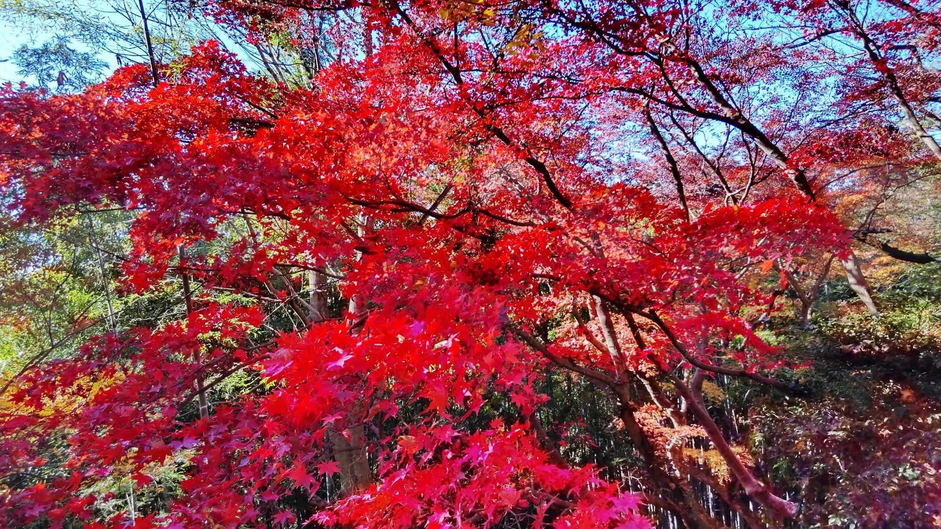 唐沢山-高鳥屋山-京路戸山-京路戸峠-諏訪岳 周回コースの写真