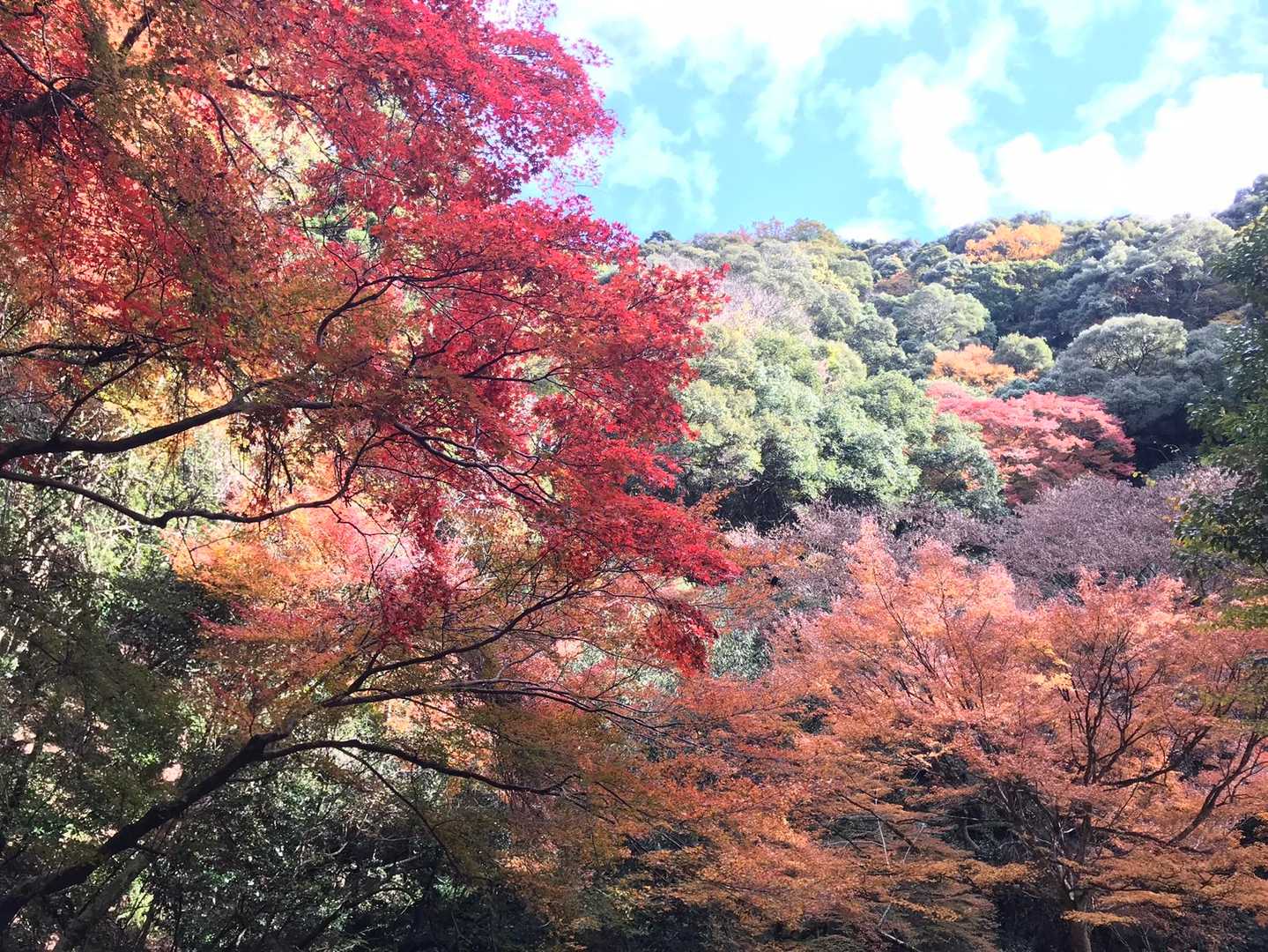 外院バス停-最勝ヶ峰-石子詰登山口-阪急箕面駅 縦走コースの写真