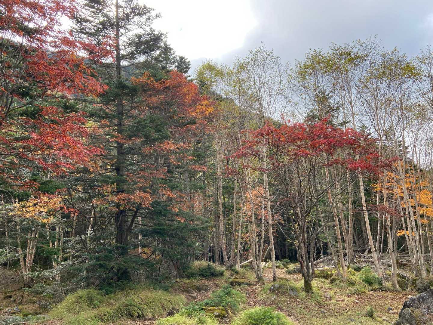 紅葉はイマイチ🍁