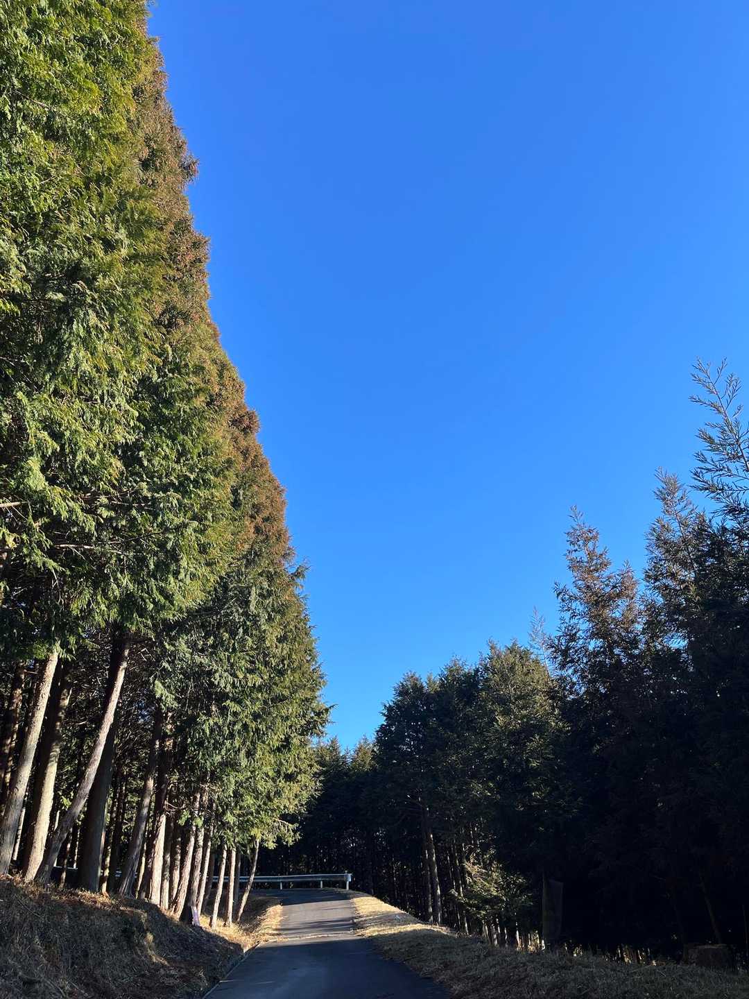 林道を上がって
