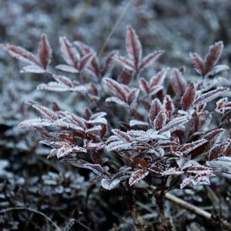 朝は霜が降りていました