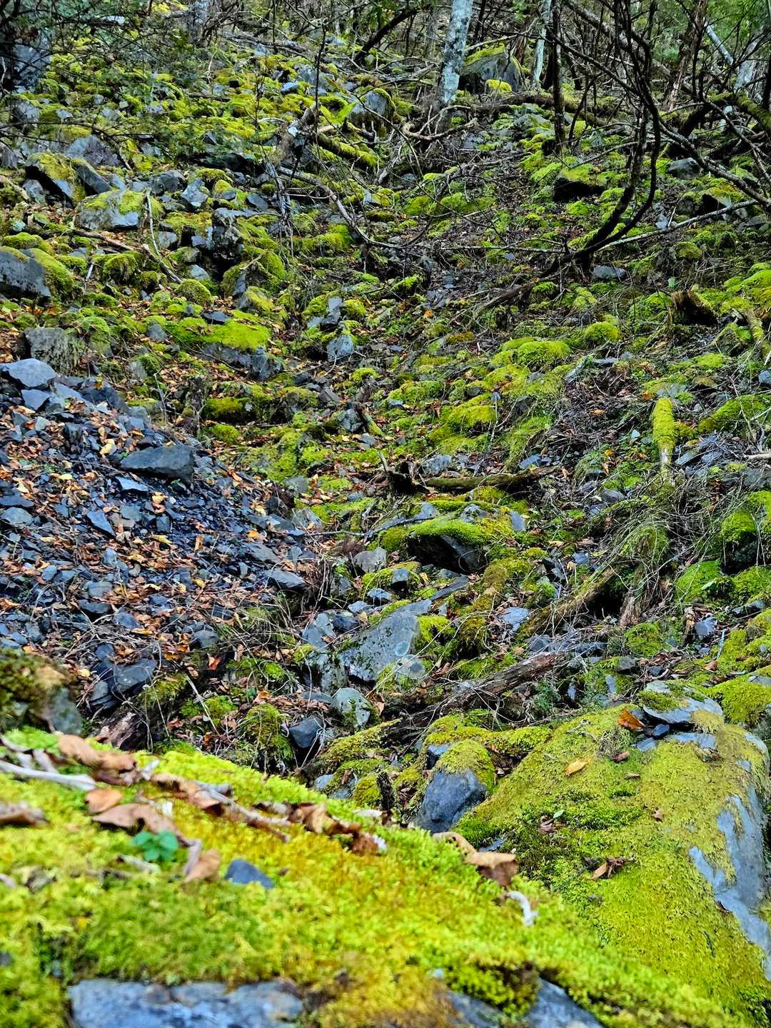 苔に見とれて、ここで登山道を右に逸れて来てたの気付かなかった👣
