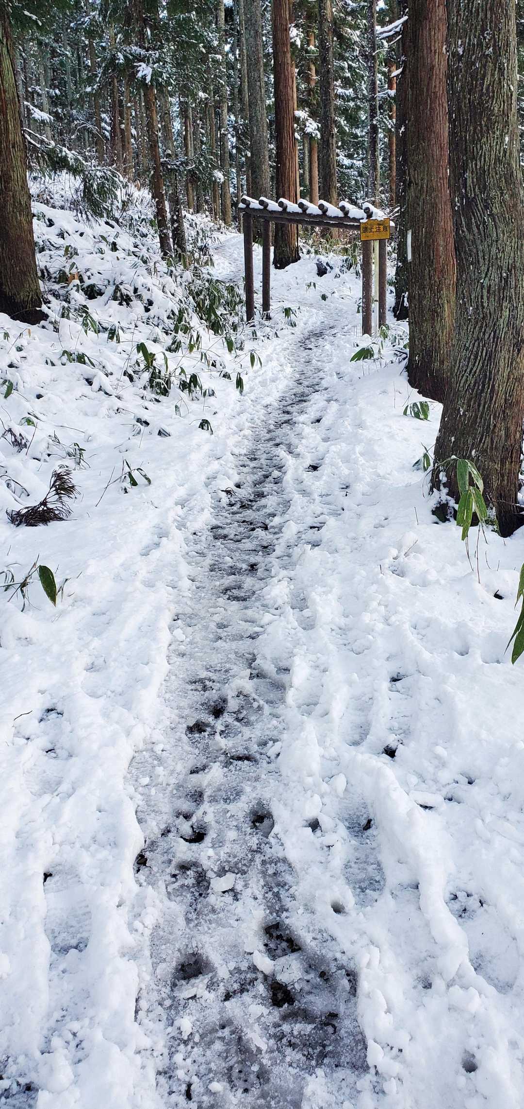 昨日雪が降って良かったね。でもドロドロのところ多いよ。