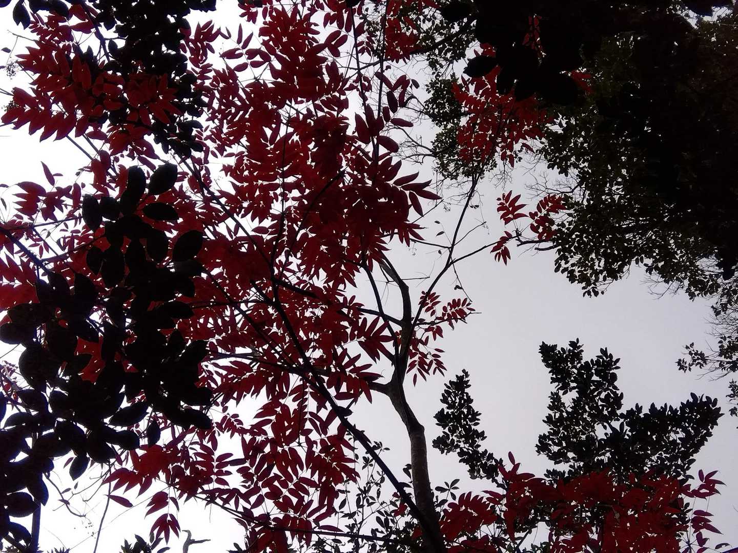 見上げたハゼの紅葉　肉眼では色付いていました🔴