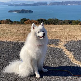 ずっと同じコースを歩かれてた方と一緒の
ハンサムボーイ😍撮影許可頂きましたが
お名前聞くのを忘れました(多分、トラちゃん
と呼ばれてたような…)
フワフワ毛並みのスピッツ犬だそう🫶🏻