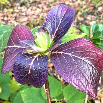 紫陽花も紅葉？