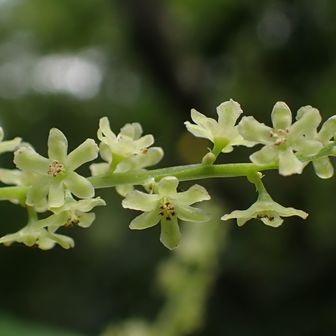 オニドコロ、雄花
