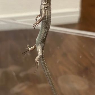 カナヘビ大好き