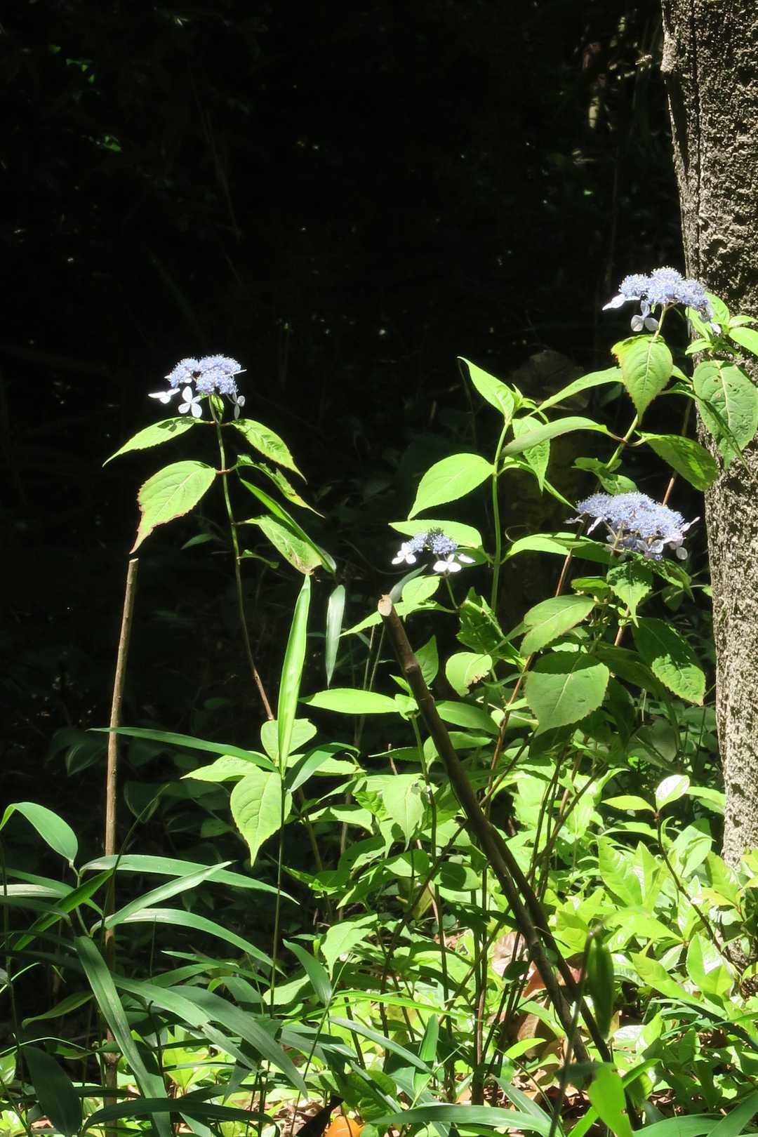 山紫陽花？