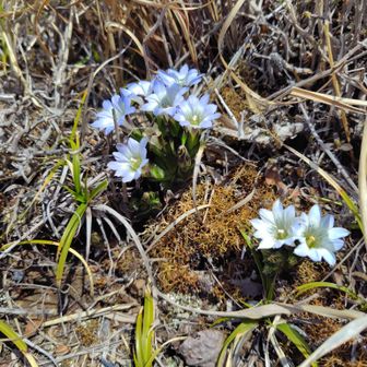 すみれ？ではなくハルリンドウという花でした❤️