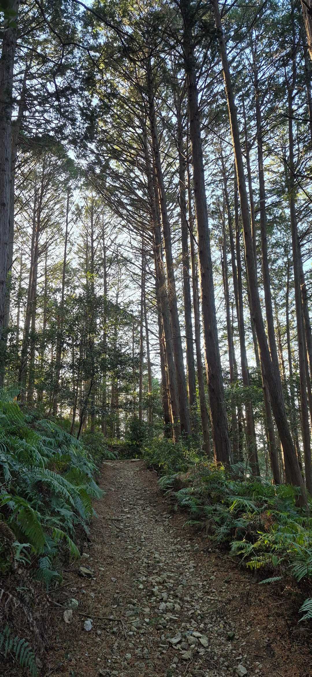弓張山系多米自然歩道登山口-多米峠-霊屋の峰-大知波峠-富 往復コースの写真