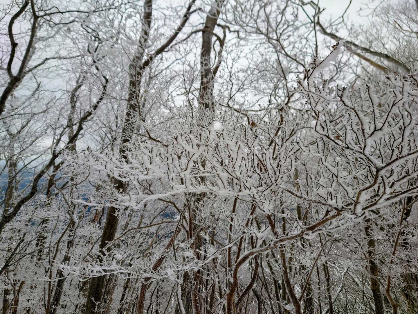 霧氷❄️はしっかりついてますね