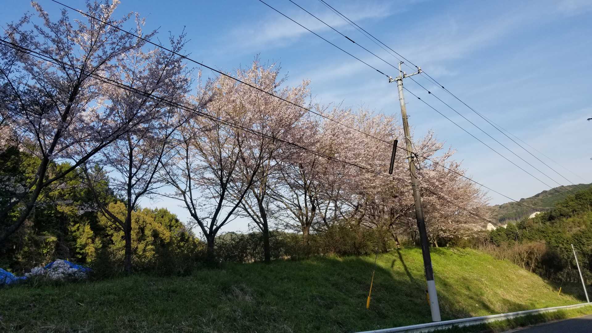 梶原森林公園の道を挟んで反対側の桜🌸
こちらも満開をすぎてちょっぴり葉っぱがでだしてました。