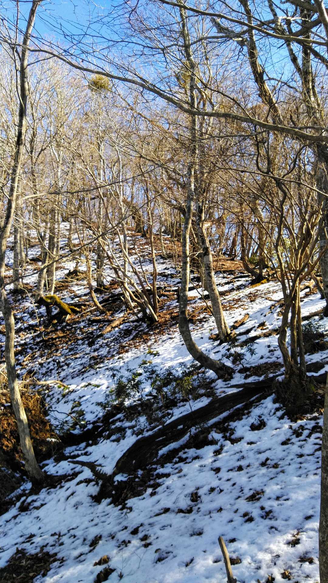 藤ヶ峰登山口-藤ヶ峰 往復コースの写真