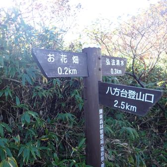 ちょっとだけ八方台登山口の方に寄り道。
お花畑は流石にもうないけど、