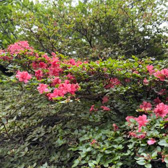山ツツジ🌺