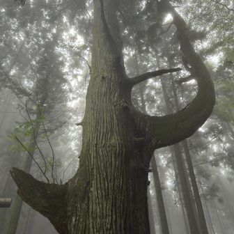 前通った時も見た🌳
霧で幻想的な雰囲気でした